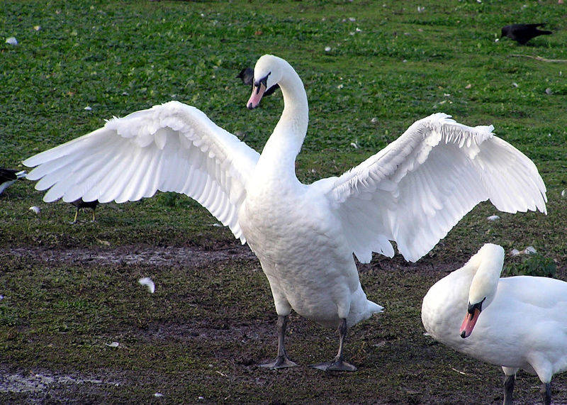 Swans Penis 2